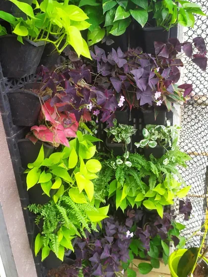A close-up of a completed balcony vertical garden. We used a variety of plants with different colors and textures, like neon pothos and purple oxalis, to create a living wall with visual interest.