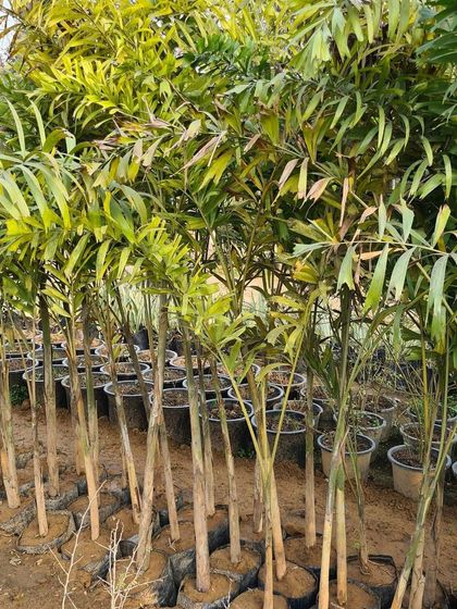 Urban Green Nursery - Wholesale Plant Nursery Large Trees & Palms photo 8