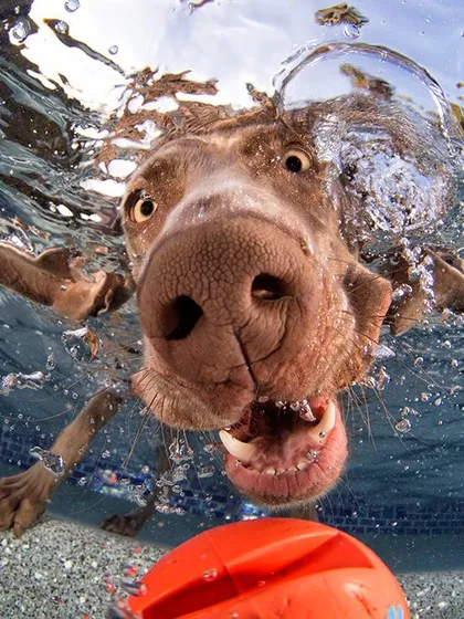 Another fantastic close-up, showing the textures of the dog's nose and the water bubbles. We love capturing these unique, detailed perspectives.