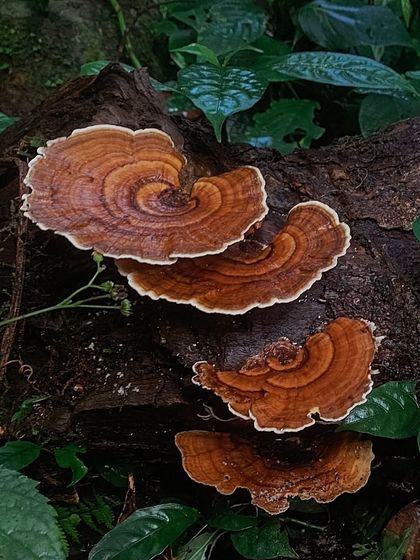 A close-up of unique shelf fungi growing on a log in the Kumaraparvatha forest, highlighting the small wonders of the trail.
