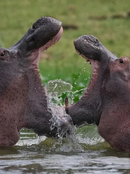 Hippos are aggressively hunted for their ivory canines. This image of two hippos "yawning" or threat-displaying shows the very teeth that put them in danger from poachers.