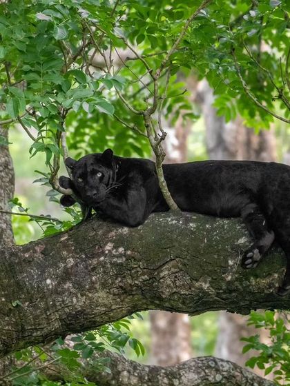 Kariyanna resting comfortably on a branch. His relaxed posture offers a rare, peaceful view of this normally elusive and mysterious animal.