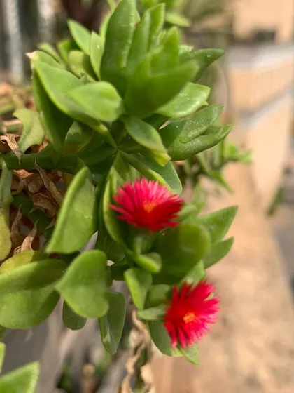 The tiny, vibrant magenta flowers of an ice plant, a hardy succulent that adds a splash of color to sunny spots.