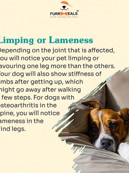 This detailed guide helps you identify the signs of arthritis in your dog. Learn to spot reluctance to move, limping, irritability when touched, and changes in behavior, so you can seek help sooner.