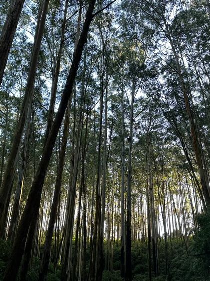 Sayanti - Wellness Retreats & Workshops Journeys to Reconnect & Heal photo 7