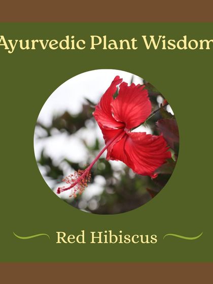 The beautiful Hibiscus flower is more than just decoration. We explore its Ayurvedic profile and how to use its leaves and flowers for home remedies, from hair masks to teas for hormonal support.