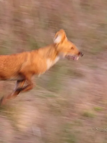 A Dhole, or Indian Wild Dog, captured in a panning shot as it trots through the grasslands. The motion blur emphasizes the speed and energy of this highly efficient pack hunter.