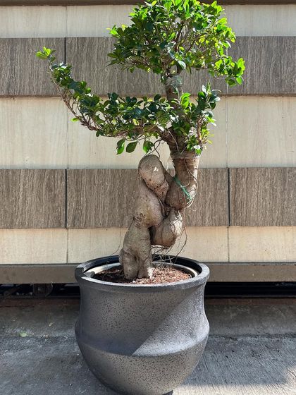 The Bonsai Collection: Miniature Living Art photo 17