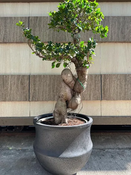 This is a stunning Ficus bonsai with a uniquely shaped, thick trunk. It's a true living sculpture, potted in a dark lava planter that accentuates its artistic form.