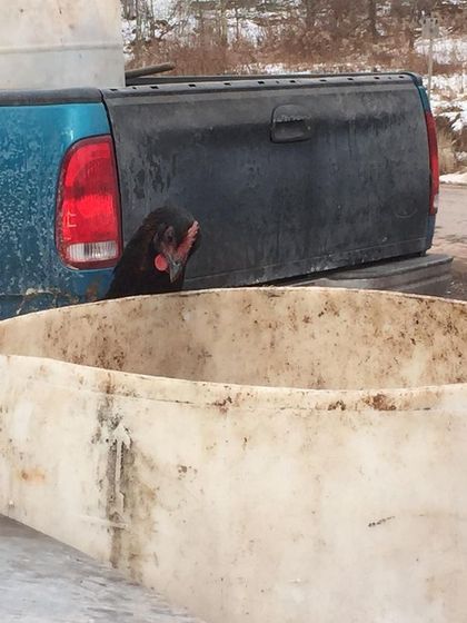 A chicken peeking out from behind a collection barrel, waiting for it to be emptied. They are an integral part of our daily operations here on the farm.