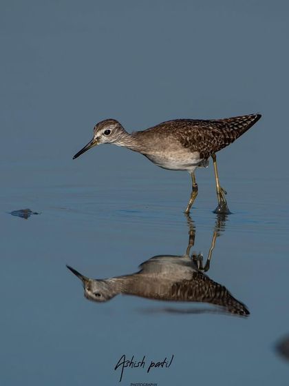 Another take on the Wood Sandpiper reflection, this time capturing the bird in a more alert pose before it dips its beak.