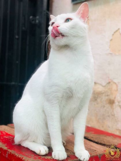 The Cat House - Cat Boarding Our Happy Guests: A Portrait Gallery photo 14