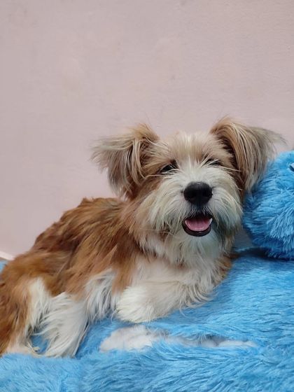 PL Paws - Animal Rescue & Rehabilitation Happy Tails: Our Adoption Stories photo 72