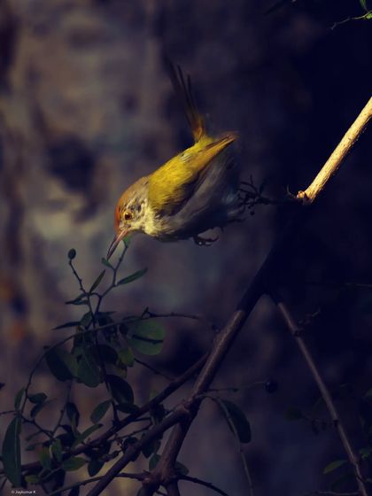 A Common Tailorbird forages among the leaves, captured in a dramatic, spot-lit composition. This portrait shows the bird in a moment of natural behavior.