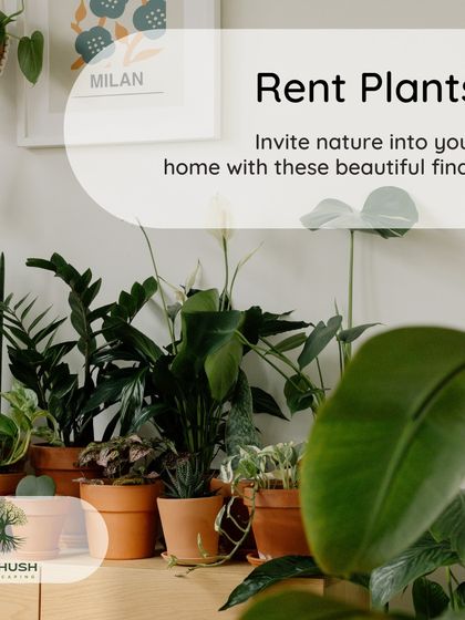 We offer flexible plant rental options. This is a great solution for staging a home for sale, adding greenery to a special event, or simply trying out a green look without a long-term commitment.