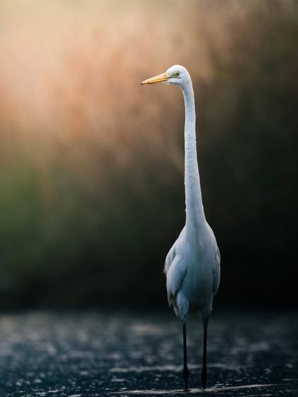 Avian Portraits: The Birds of India photo 25