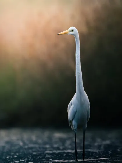 An Intermediate Egret stands tall and elegant in the water, its long neck creating a graceful S-curve.