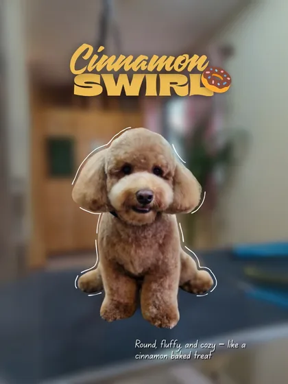 This adorable Poodle is looking round, fluffy, and cozy after a session with us. Our styling isn't just about a trim; it's about creating a look that's as sweet as their personality.