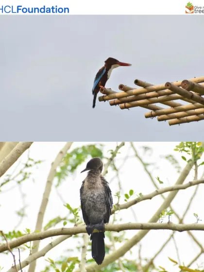 A White-throated Kingfisher and a Little Cormorant spotted at our Lucknow site. The presence of water birds is a direct result of our practice of building ponds and restoring wetlands within our projects.