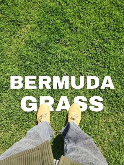 Delhi Gardner - Wholesale Plant & Turf Supply Natural Grass Turf: From Our Farm to Your Project photo 12