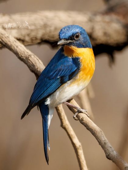 The Tickell's Blue Flycatcher, with its combination of blue, orange, and white, is a perfect bird to brighten up any day.