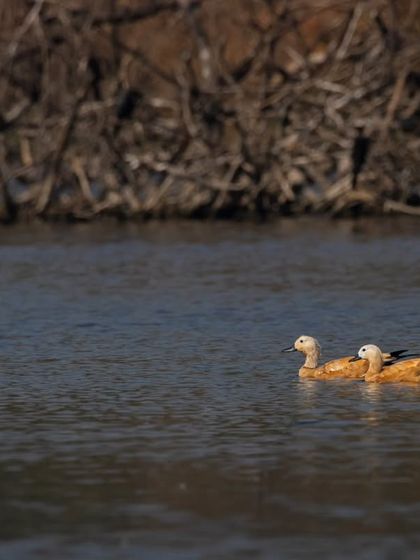 A pair of Ruddy Shelducks swimming in a wetland on the outskirts of Mumbai. These migratory birds are a beautiful sight during the winter months.
