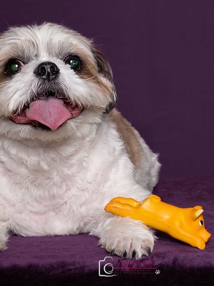 A duplicate of the calm Sushi portrait, a perfect contrast to her energetic brother's photos.