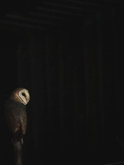 A Barn Owl perched in the darkness, a quiet observer in the night. This one lives very close to my own home in Gurgaon.