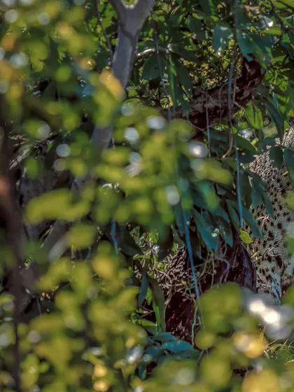 These additional shots show the challenge and reward of photographing jaguars. They are masters of stealth, and capturing a clear image of them in their dense, jungle habitat requires immense patience and quick reflexes.