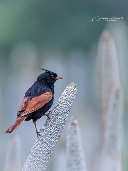 Portraits of the Wild photo 49