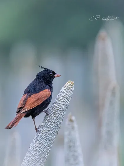 A Crested Bunting in a field of millet. The soft, muted background helps the dark bird stand out.