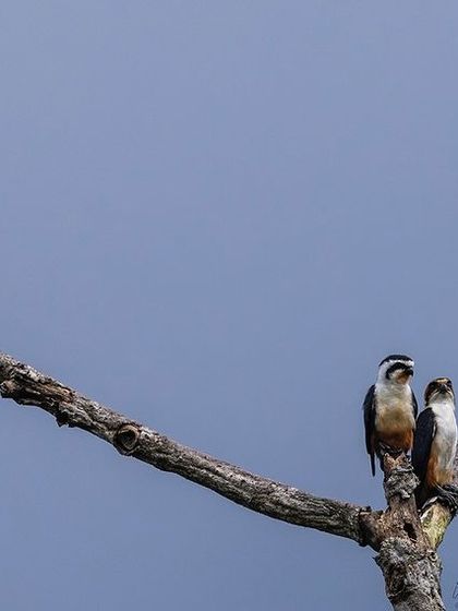 A family of Collared Falconets perched on a bare branch, a wonderful environmental shot.