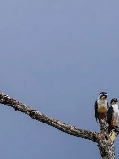 A family of Collared Falconets perched on a bare branch, a wonderful environmental shot.
