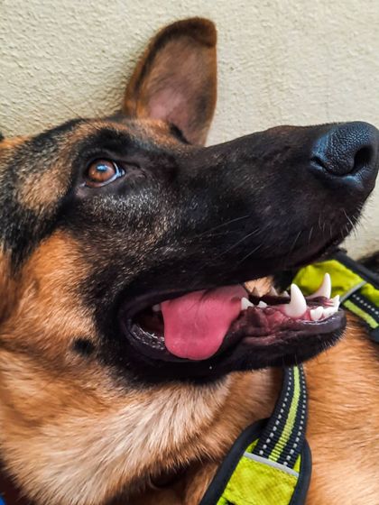 A collection of portraits of my handsome, goofy, and majestic German Shepherd, Theo. He is my constant inspiration and the heart of my work.