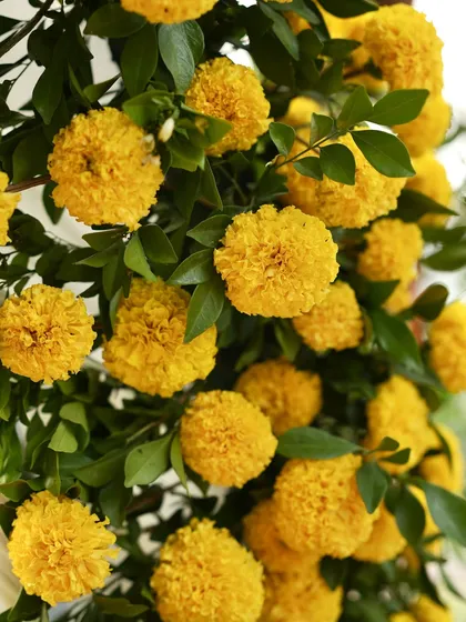 A lush arrangement of yellow marigolds and fresh green leaves. These floral props are essential for Haldi ceremonies, adding vibrancy and texture to the overall decor.