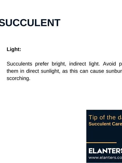 Succulent Care Part 2: Light. They prefer bright, indirect light. Too much direct sun can cause sunburn, so be careful with placement.