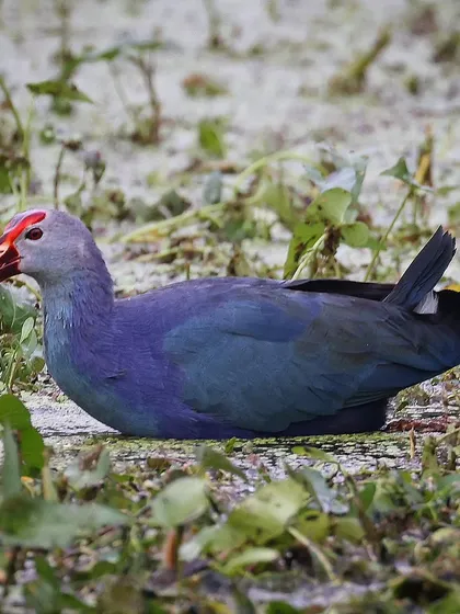 The Purple Swamphen is a common sight in India, but its stunning purple plumage and bright red beak never fail to impress. This one was resting in the marshy vegetation.