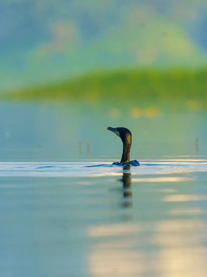 A Great Cormorant swims in misty, atmospheric conditions, creating a soft and painterly image.