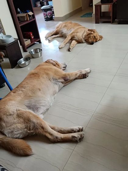 FurryDen - Home Dog Boarding A Cozy Place to Rest photo 8