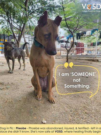 Phoebe was abandoned, injured, and terrified. She is now safe at VOSD, where her healing can finally begin. She is someone, not something.