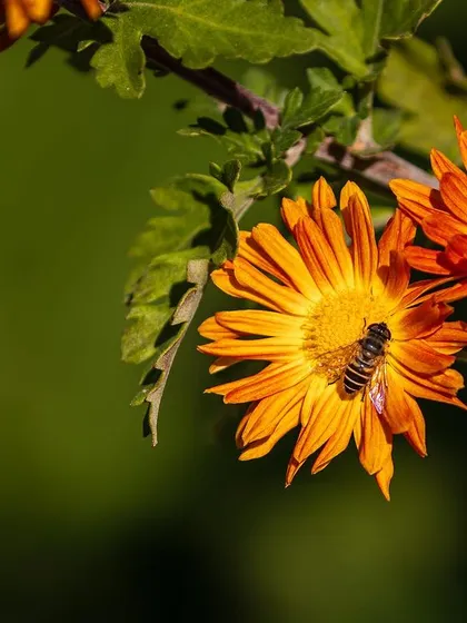 A bee pollinating a fiery orange chrysanthemum in Manali. The side-angle view provides a clear look at the bee's body and the flower's structure.