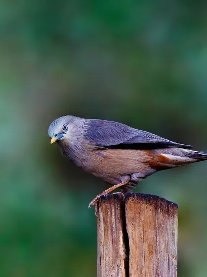 A Chestnut-tailed Starling is perched on a wooden fence post. The simple, rustic setting provides a natural frame for this beautiful bird.