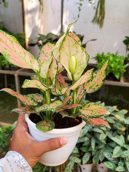 Rare & Colourful Indoor Plants photo 8