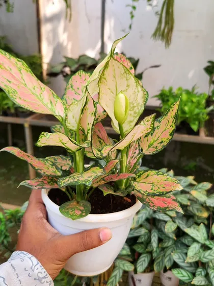 This variety of Pink Aglaonema has a beautiful speckled pattern. The new flower bud indicates it's a healthy, thriving plant ready for a new home.