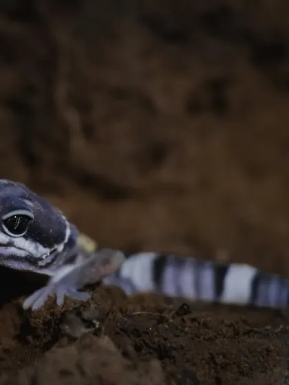 The monsoon brings out some of the region's most secretive creatures, like this stunningly patterned Leopard Gecko. Our herping walks are timed perfectly to give you the best chance of spotting these rare reptiles and amphibians.