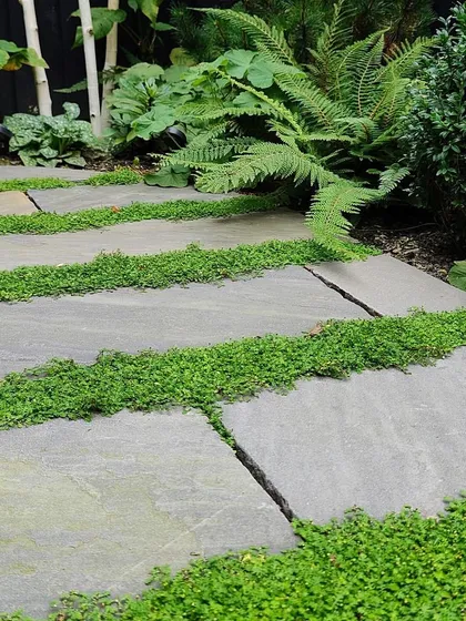 A pathway made from large, irregular stone slabs with a hardy groundcover planted in the wide gaps. This technique creates a softer, more organic feel than traditional solid paving.