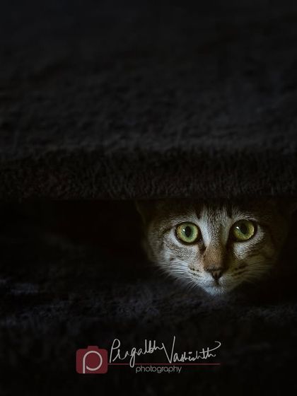 Pragalbh - Animal Rescue & Advocacy Photography Adoption Portfolios: Soulful Portraits for a Second Chance photo 18