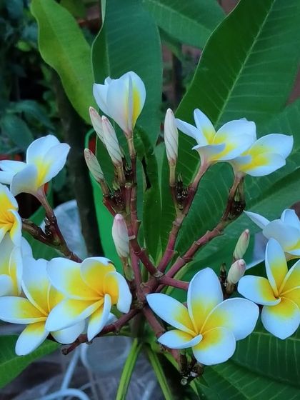 Flowering Beauties photo 15