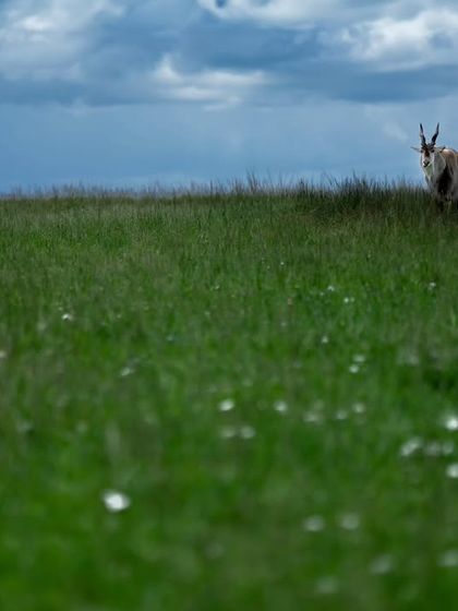 Giants & Other Jewels photo 6