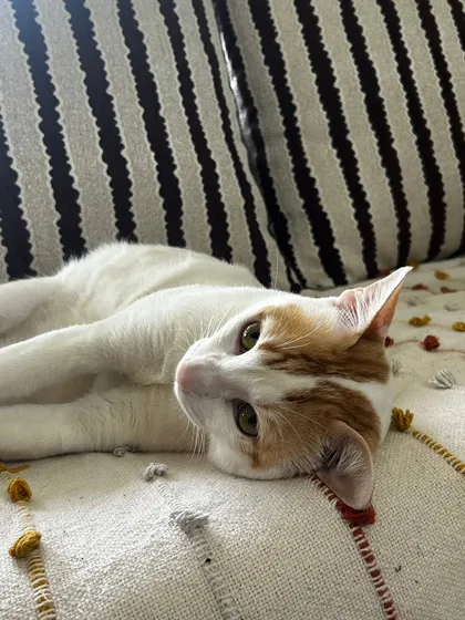 A relaxed cat is a happy cat. Seeing a feline friend so calm and comfortable on their own couch is the best reward. I understand that cats need their space and I always approach them with patience, allowing them to feel secure in their own territory while I'm there to care for them.
